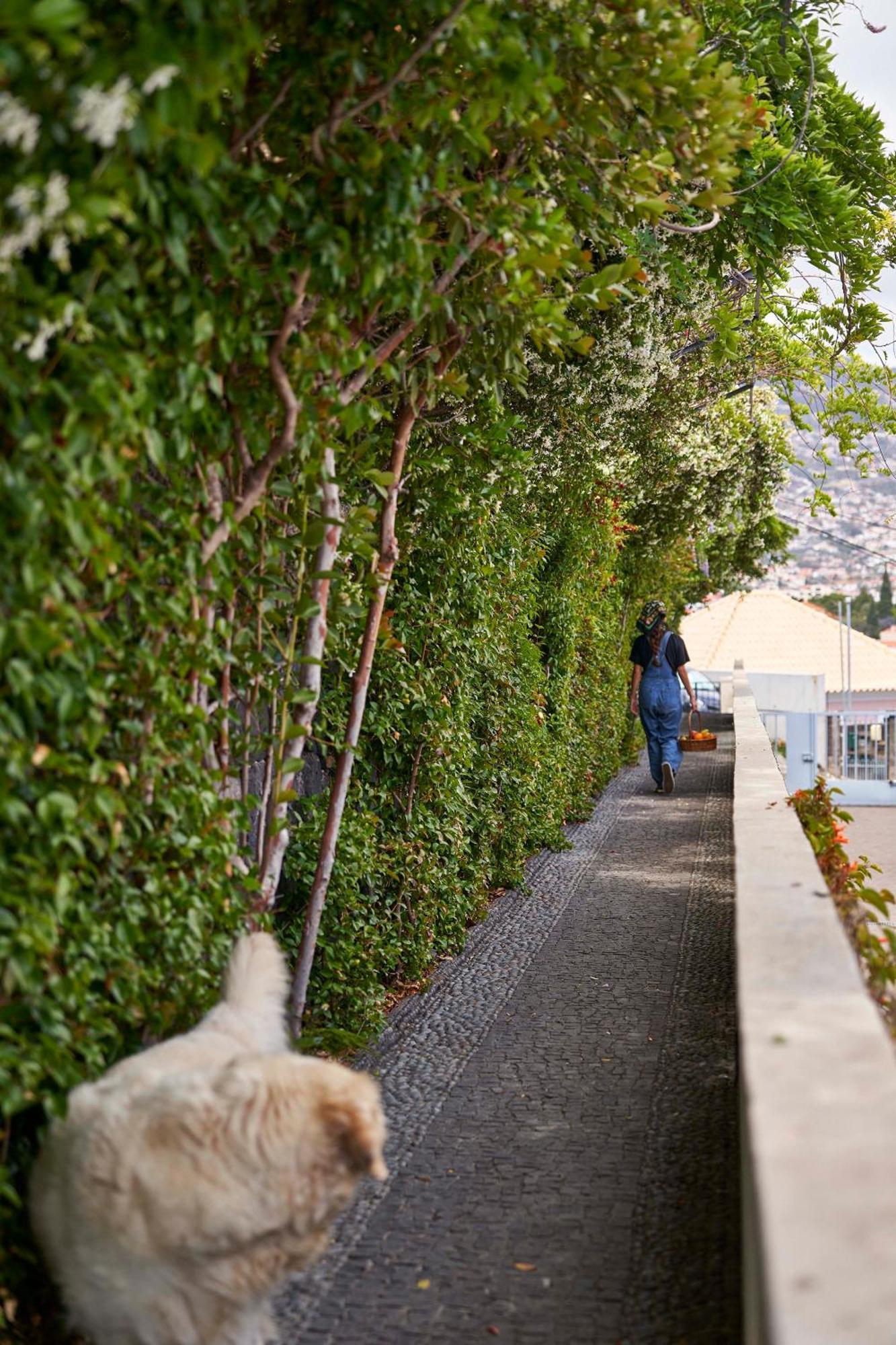 Bordal Houses フンシャル エクステリア 写真